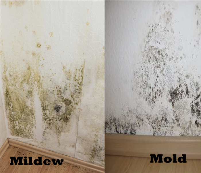 Mold Vs Mildew