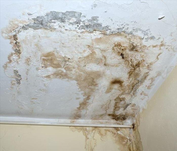 Mold? No problem call us today