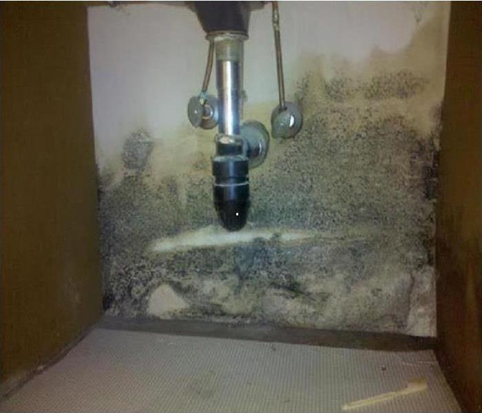 Moldy sink